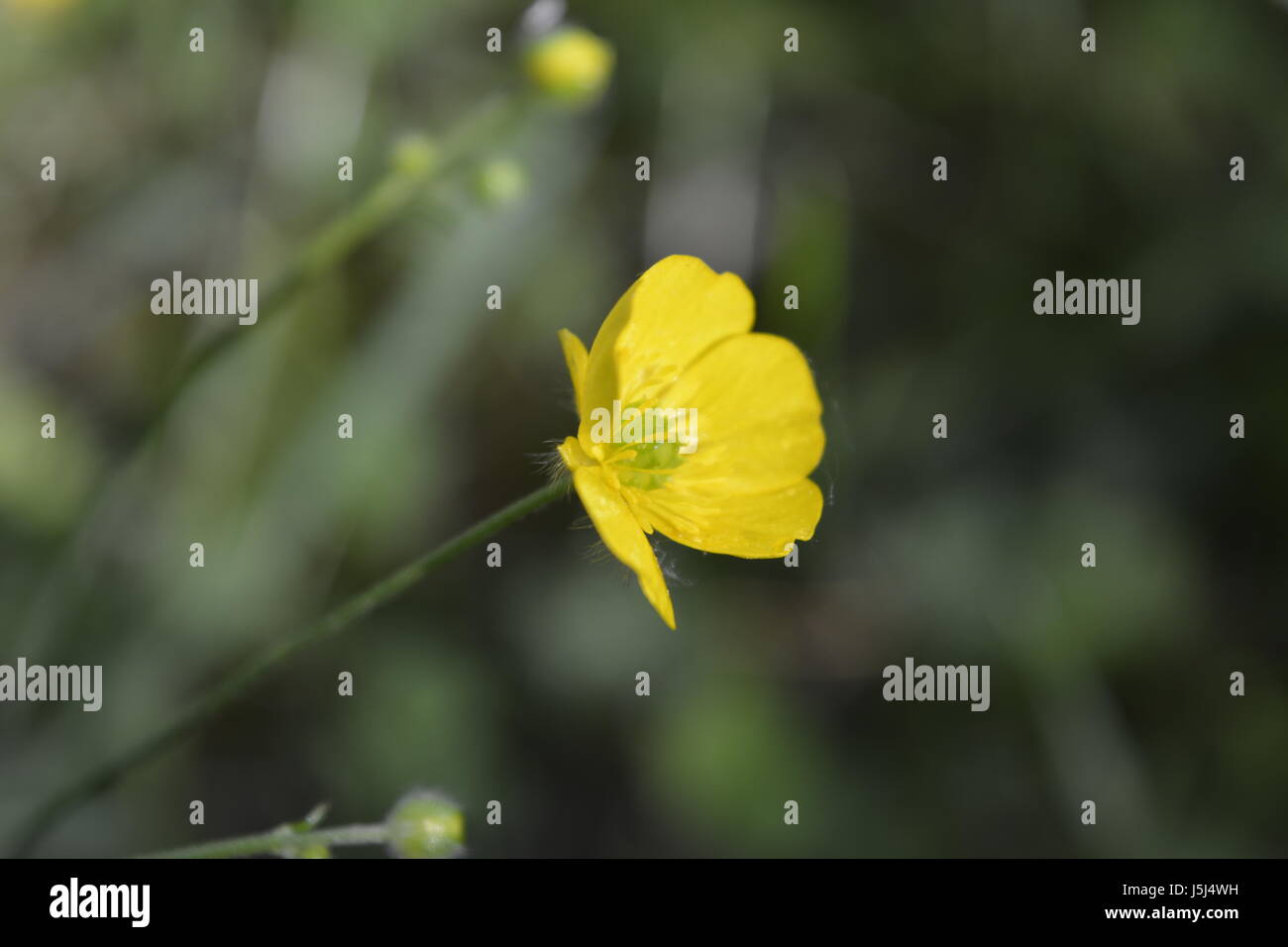 Il fiume Reno paese Foto Stock