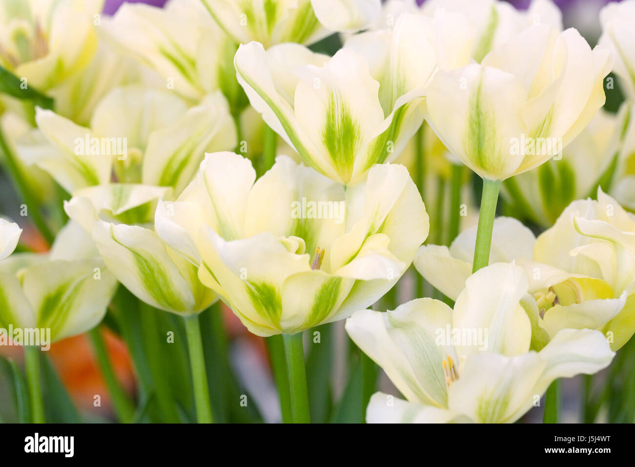 Tulipa viridiflora 'spring verde' fiori in primavera. Foto Stock