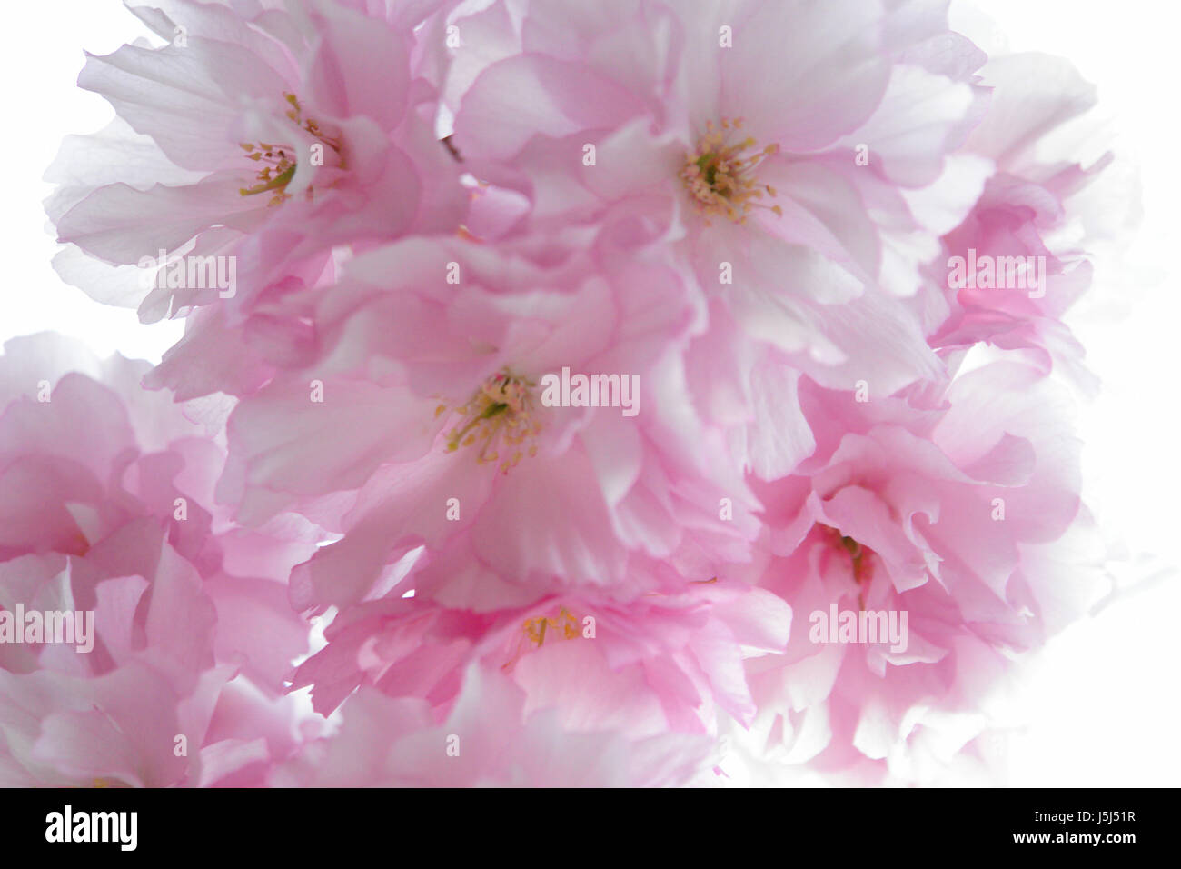 Foglie di esistere vita esistenza una vita albero giardino bloom blossom prosperare Foto Stock