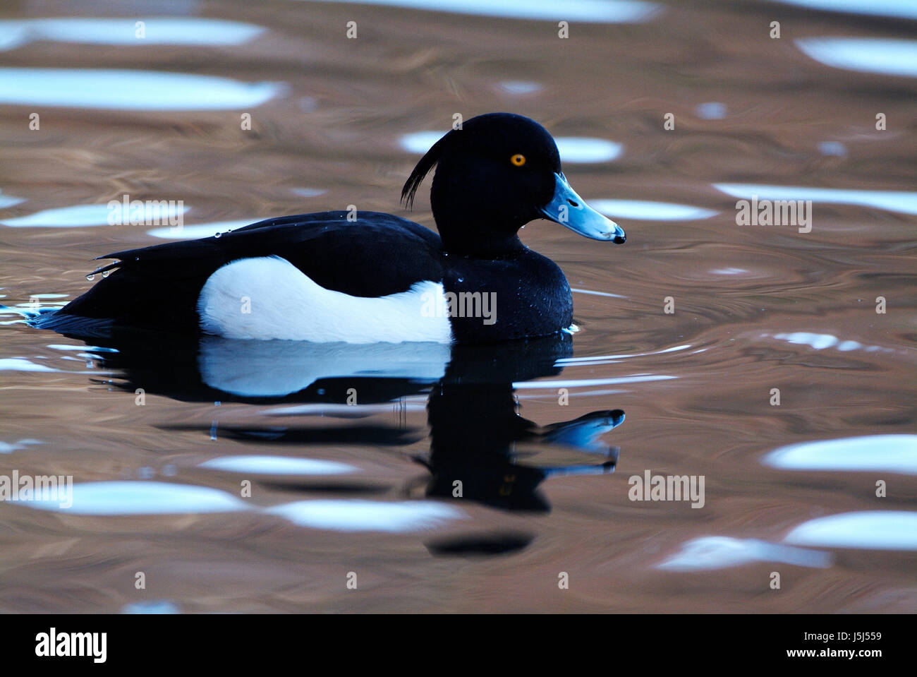 Animali uccelli bird anatra mondo animale drake maschio acqua fresca lago di acque interne Foto Stock