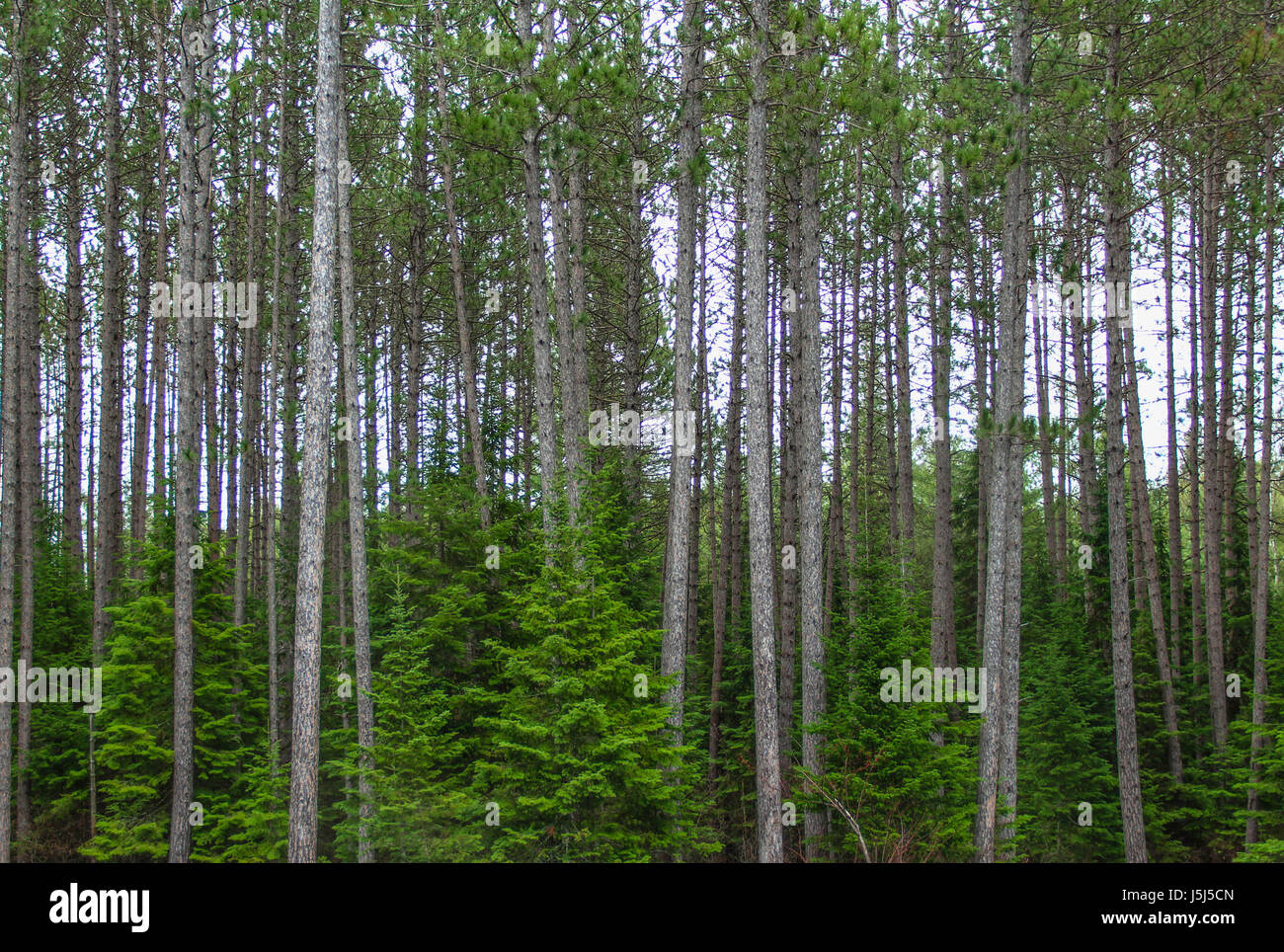 Pini e abeti rossi a molla, sfondo Algonquin Provincial Park, Ontario, Canada Foto Stock