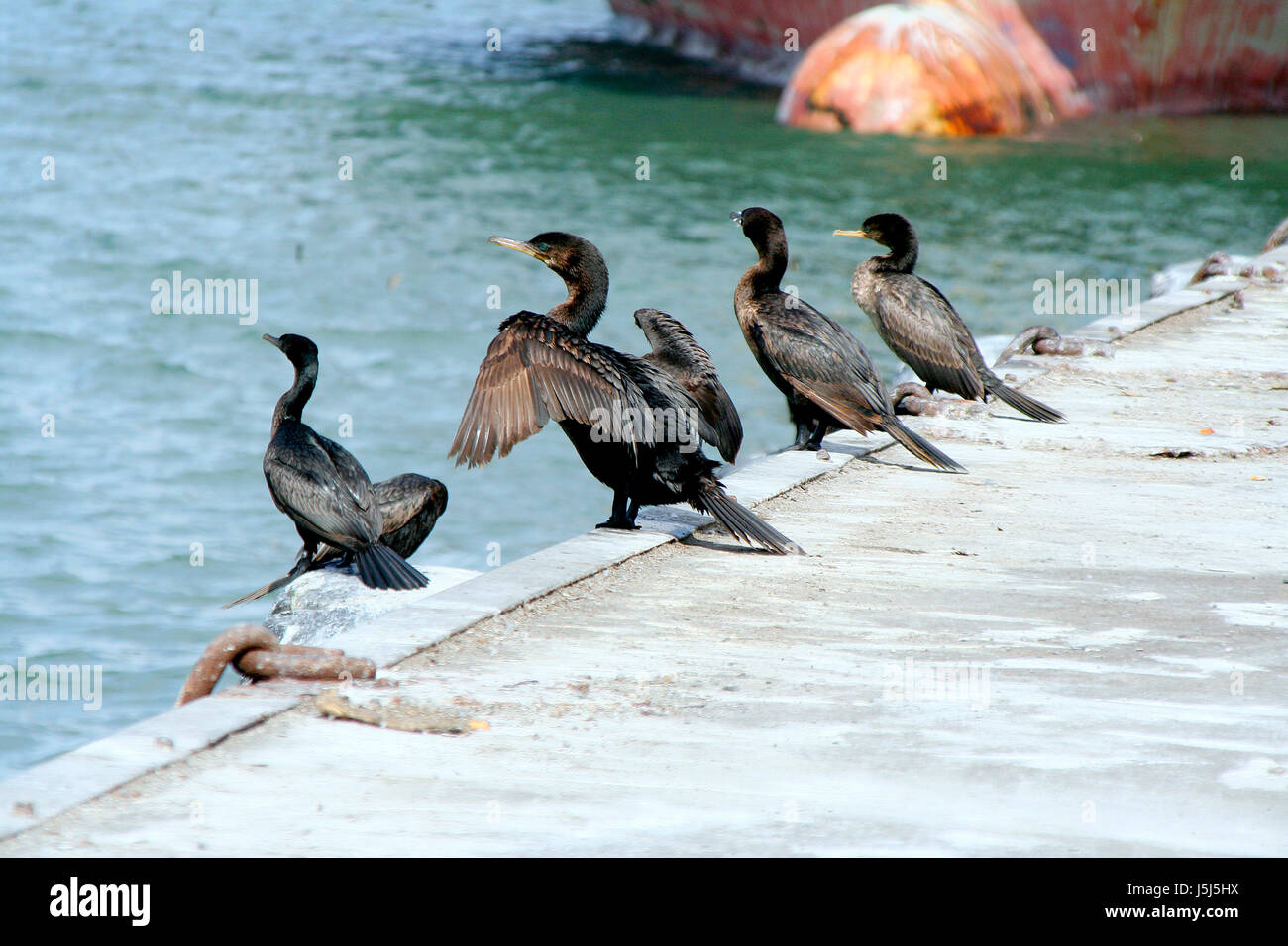 Uccelli uccelli quattro ala porto di piume di sfrangiamento porti presa di posizione di bordo Foto Stock