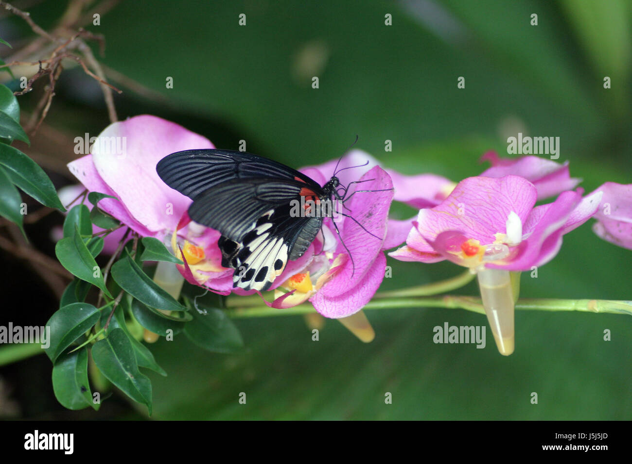 farfalla Foto Stock