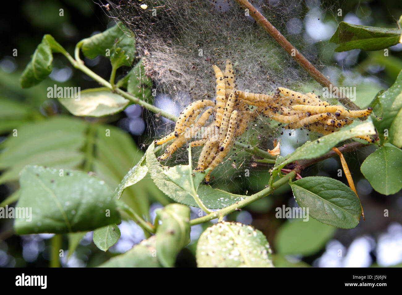 Animali nido di insetto caterpillar varmints danni danni aventi ai detrimenti varmint Foto Stock