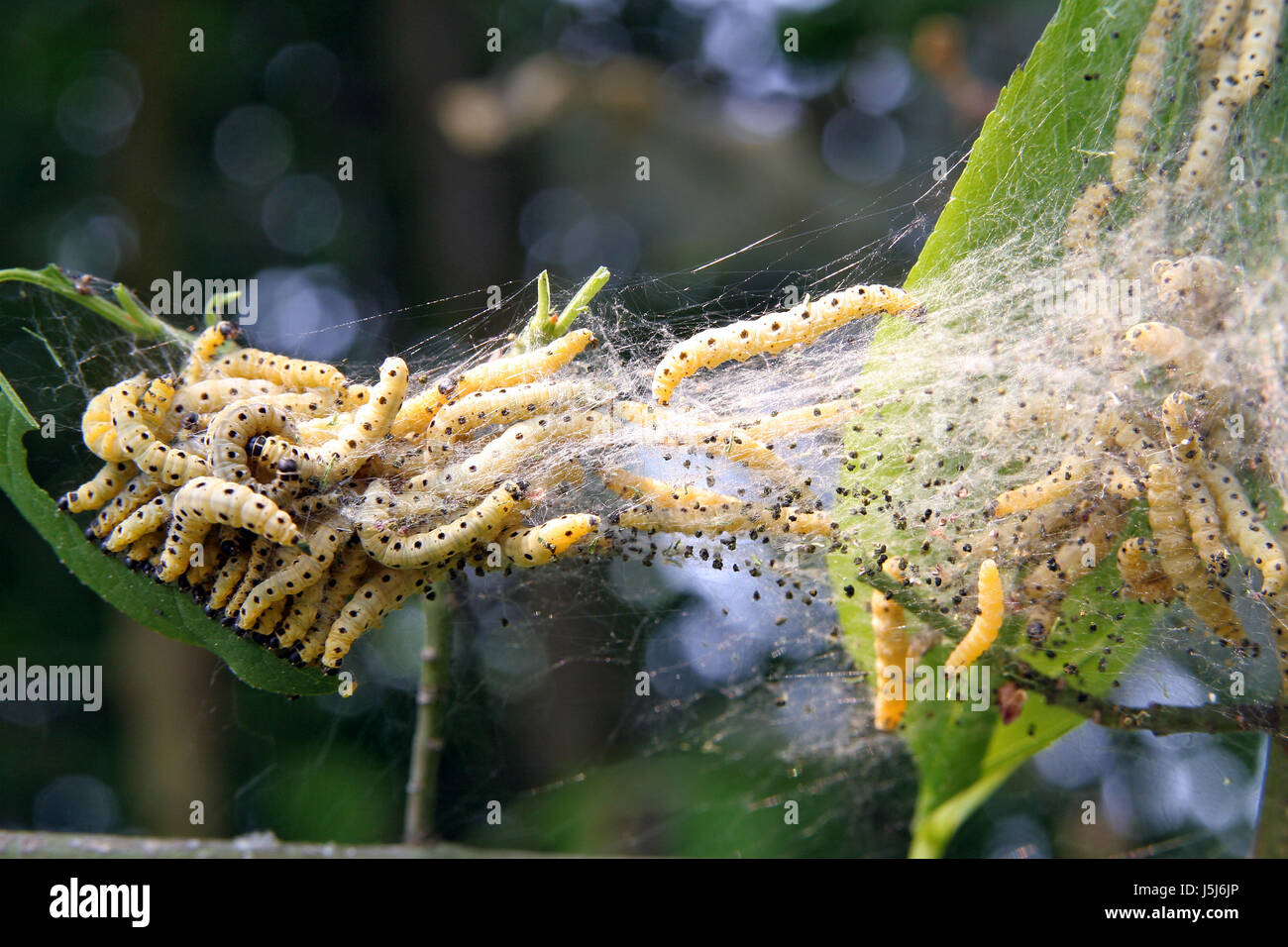 Animali nido di insetto caterpillar varmints danni danni aventi ai detrimenti varmint Foto Stock