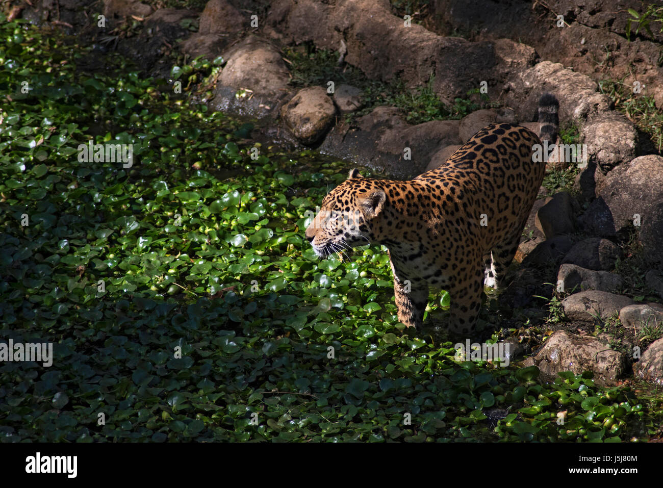 Una Jaguar in Guatemala City's zoo Foto Stock