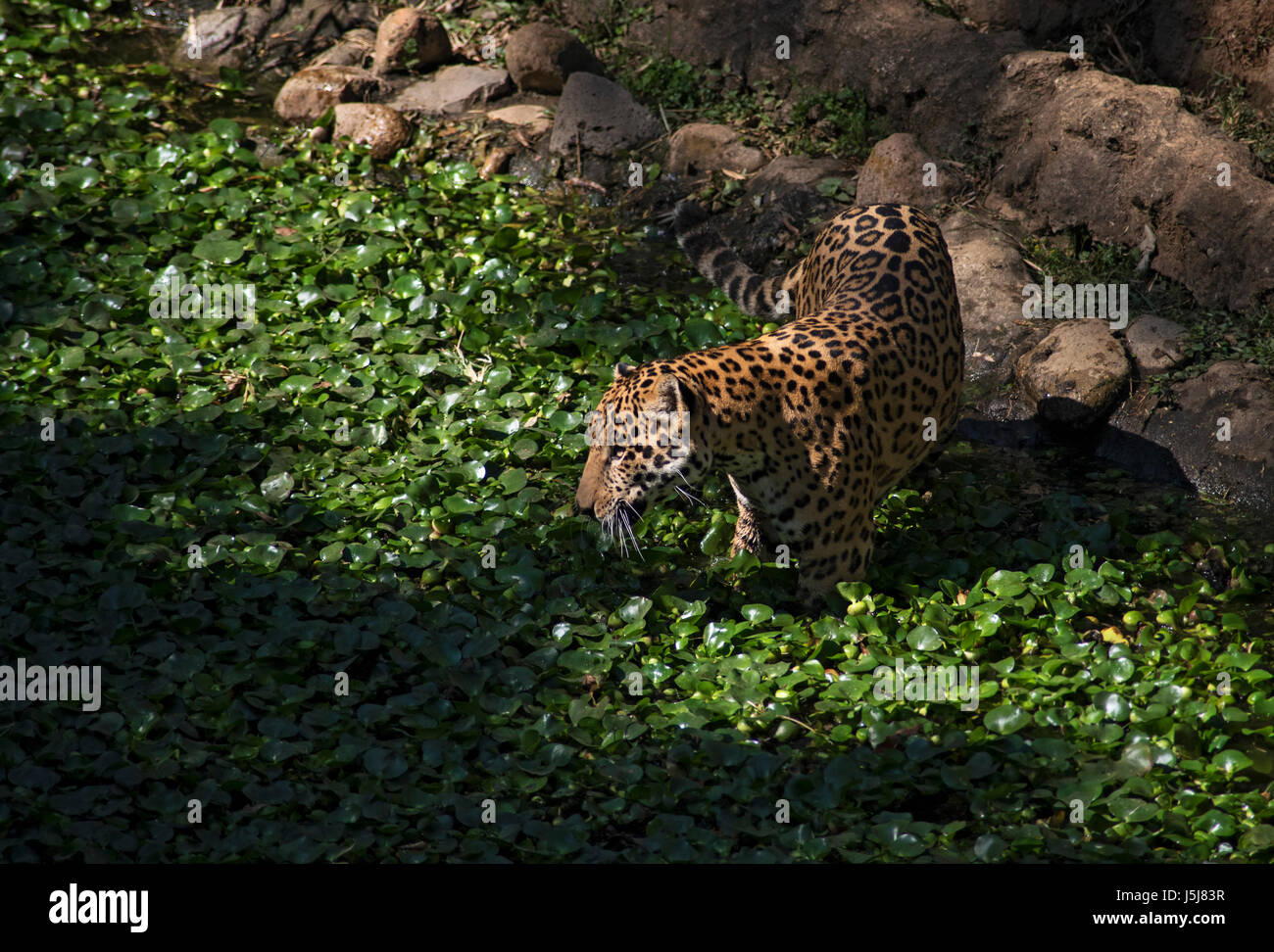 Una Jaguar in Guatemala City's zoo Foto Stock