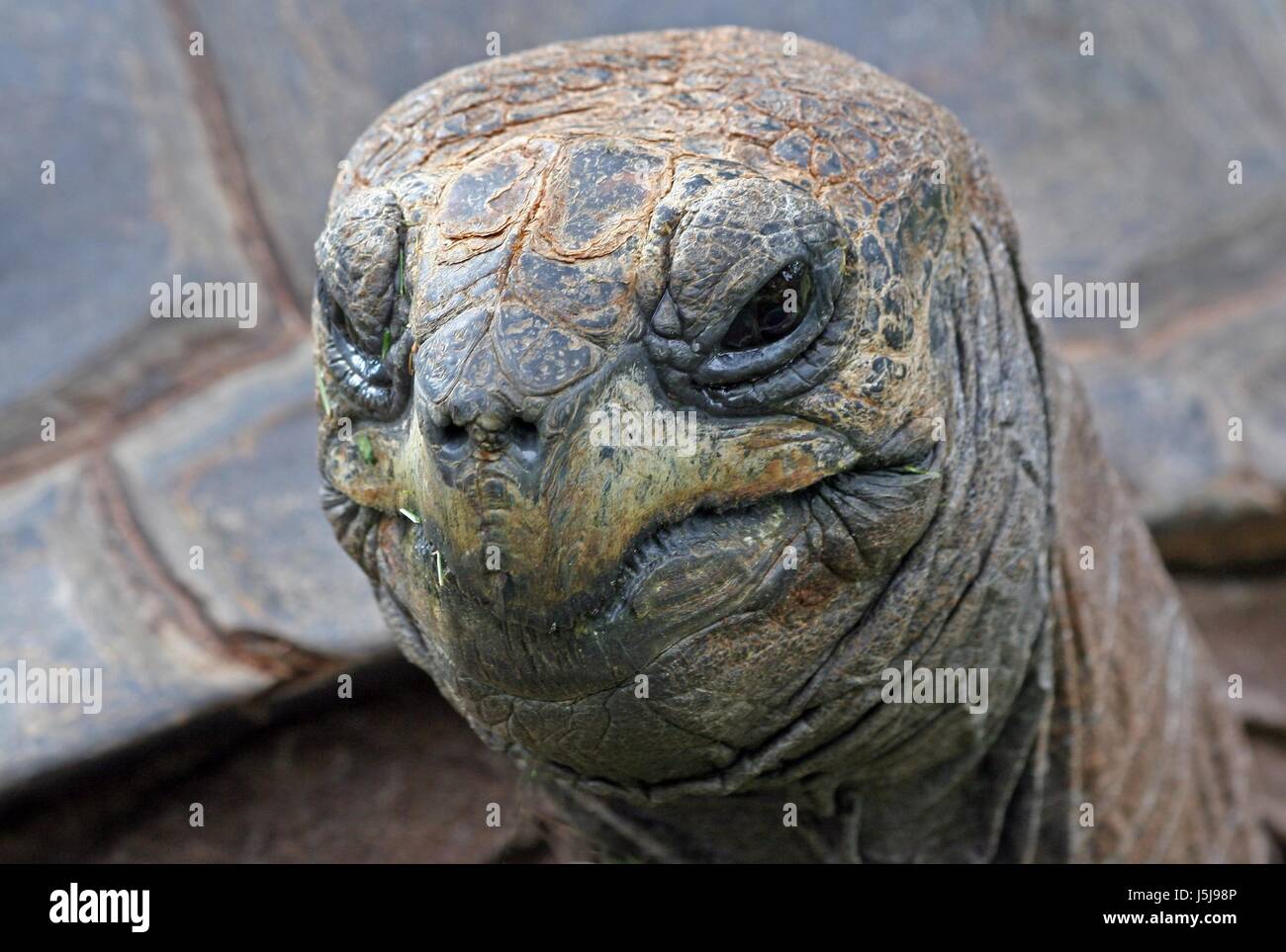 Animali divertenti natura originariamente turtle tartaruga faccia animale ritratto gli occhi della pelle Foto Stock