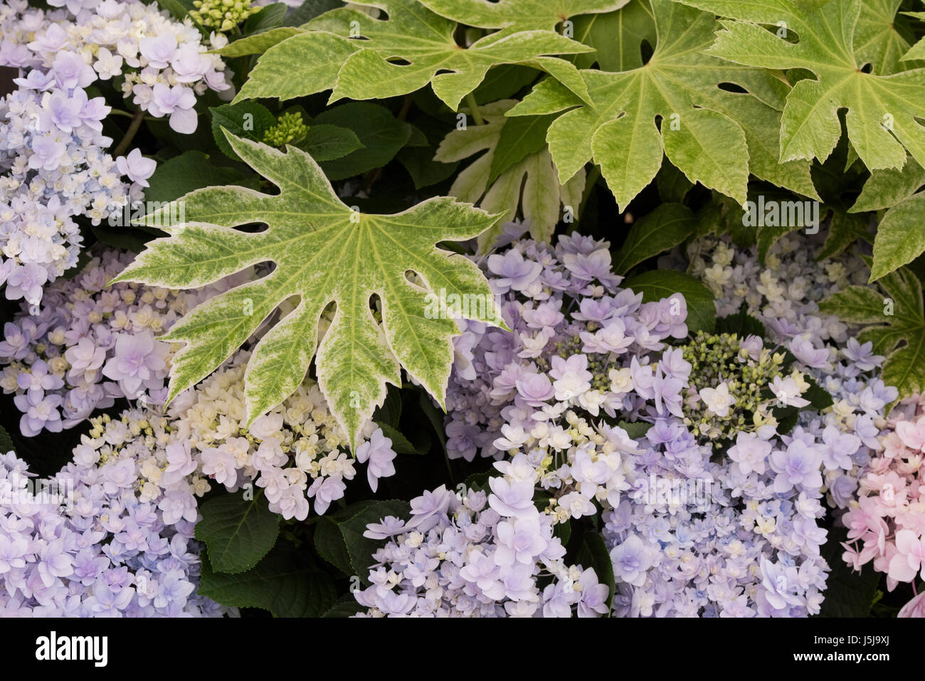 Fatsia japonica "ragno del Web". Aralia giapponese "ragno del Web' lascia su di un display a una mostra del fiore. Regno Unito Foto Stock