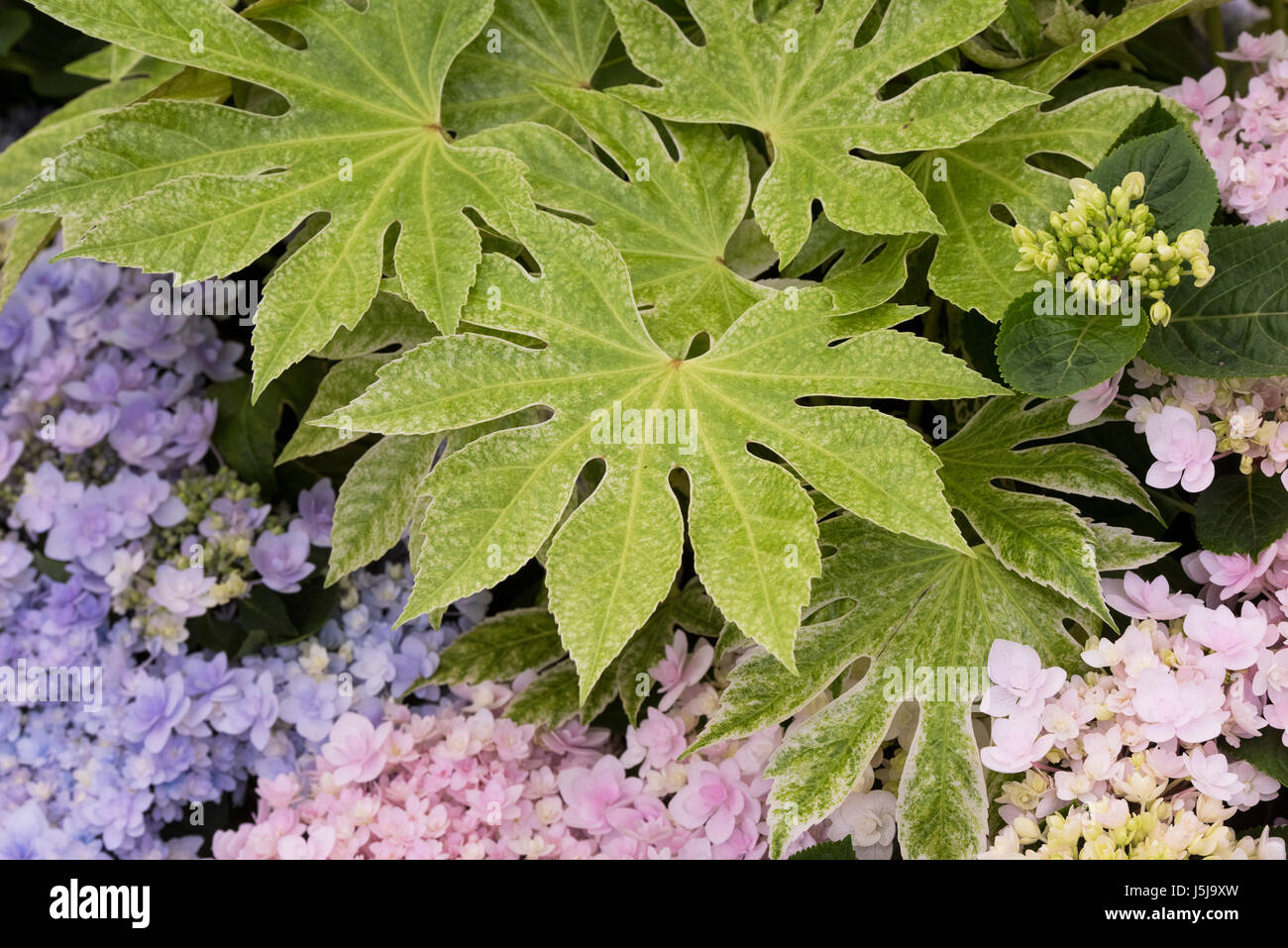 Fatsia japonica "ragno del Web". Aralia giapponese "ragno del Web' lascia su di un display a una mostra del fiore. Regno Unito Foto Stock