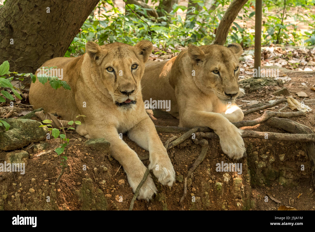 Asian Lions in appoggio sotto l'ombra di un albero Foto Stock