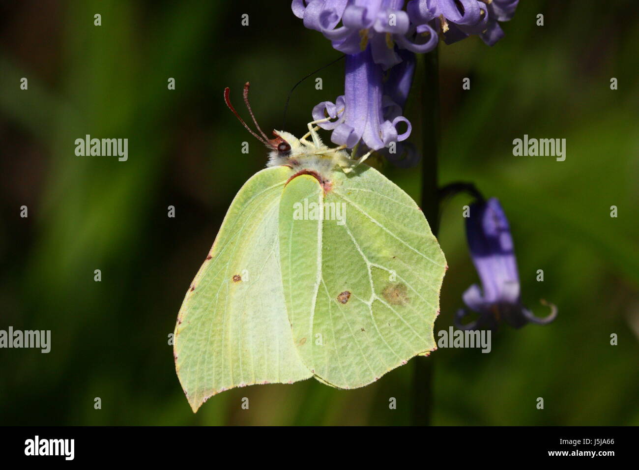 Brimstone Butterfly (nectaring su Bluebells) Foto Stock