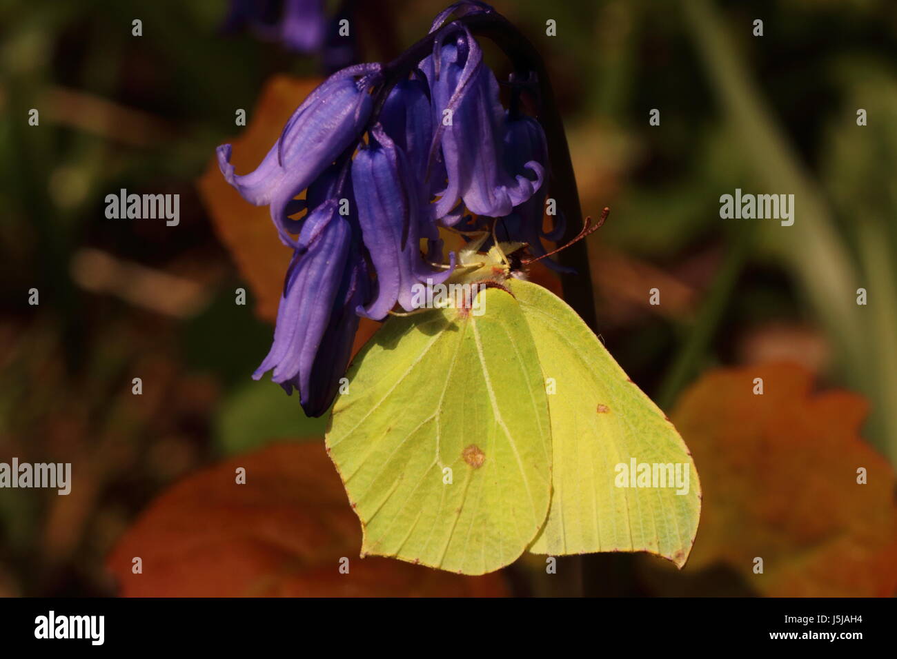 Brimstone Butterfly (nectaring su Bluebells) Foto Stock