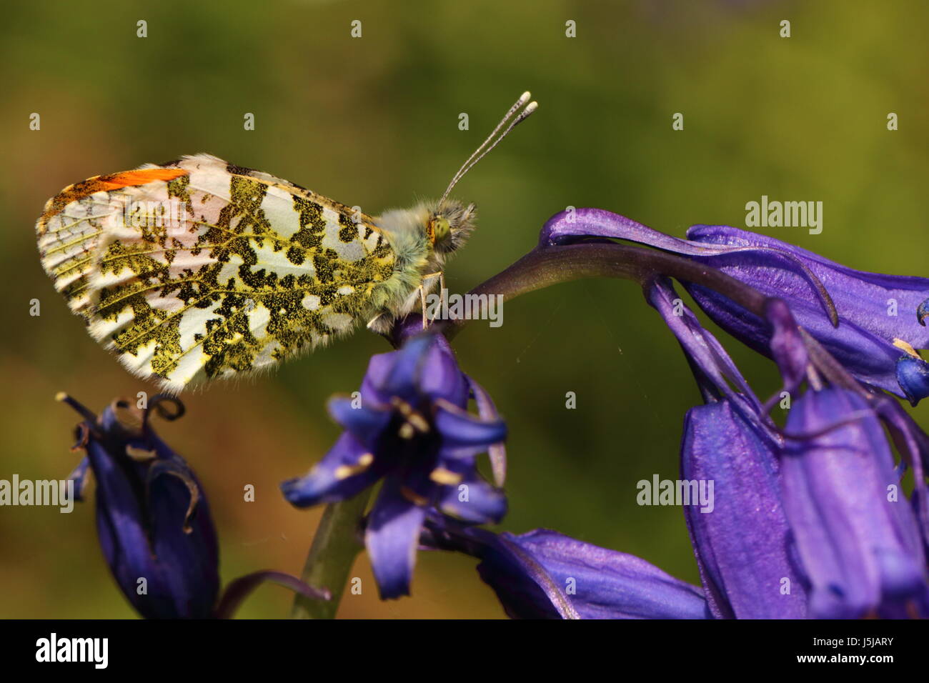 Arancio-punta Butterfly (appoggiato su Bluebells) Foto Stock