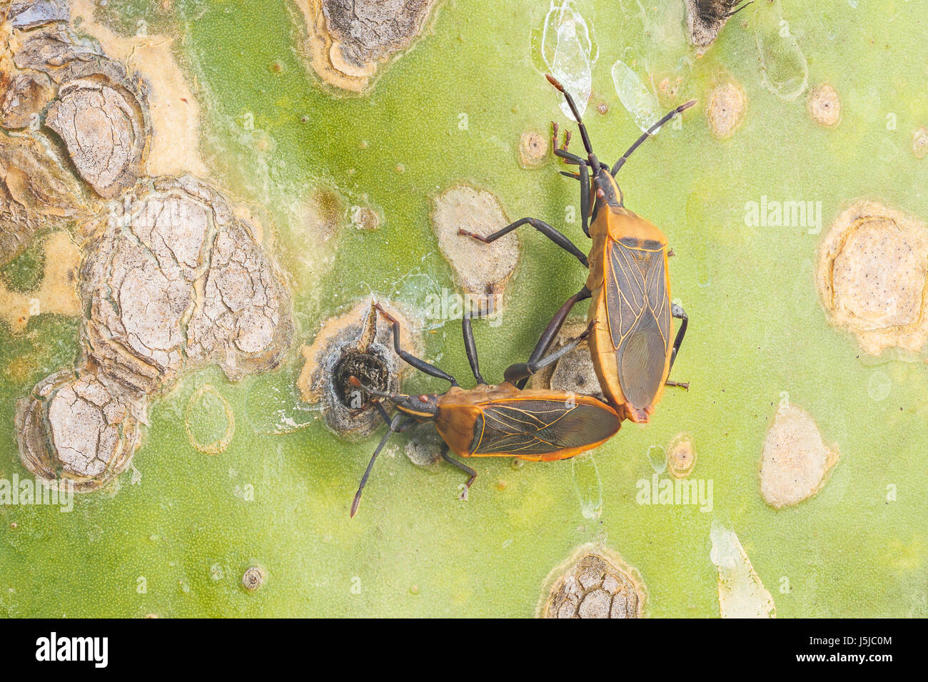 Una coppia di Cactus Coreid (Chelinidea vittiger) bug mate sulla foglia di fico d'India Cactus (Opuntia ammophila). Foto Stock