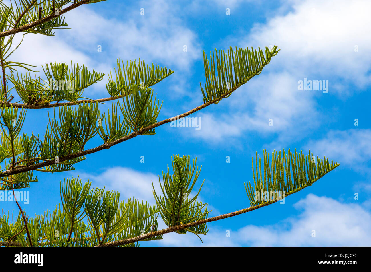 Close-up dell'Isola Norfolk pine (Araucaria Heterophylla) Foto Stock