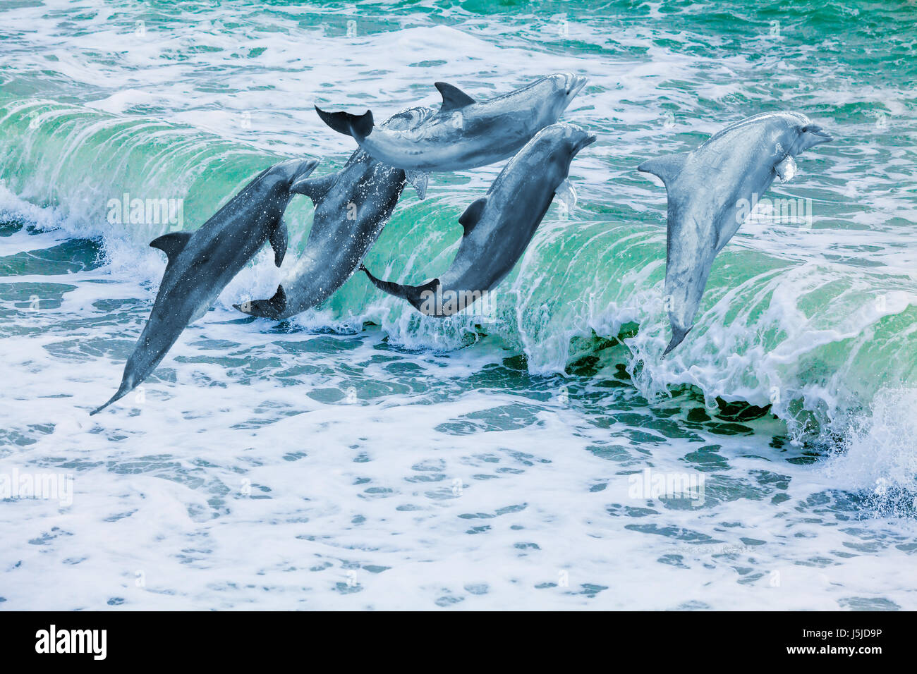 I delfini nel mare. Belli i delfini saltando le onde che si infrangono. Dolphin saltare sopra l'acqua blu Foto Stock