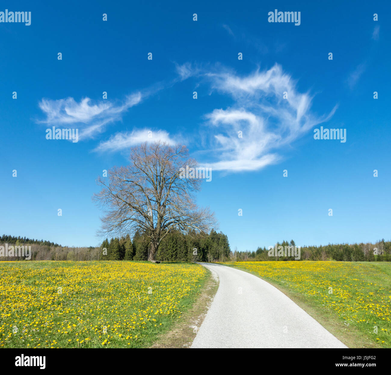 Sentiero, strada tra bellissimi fiori di tarassaco prato e grande albero Foto Stock