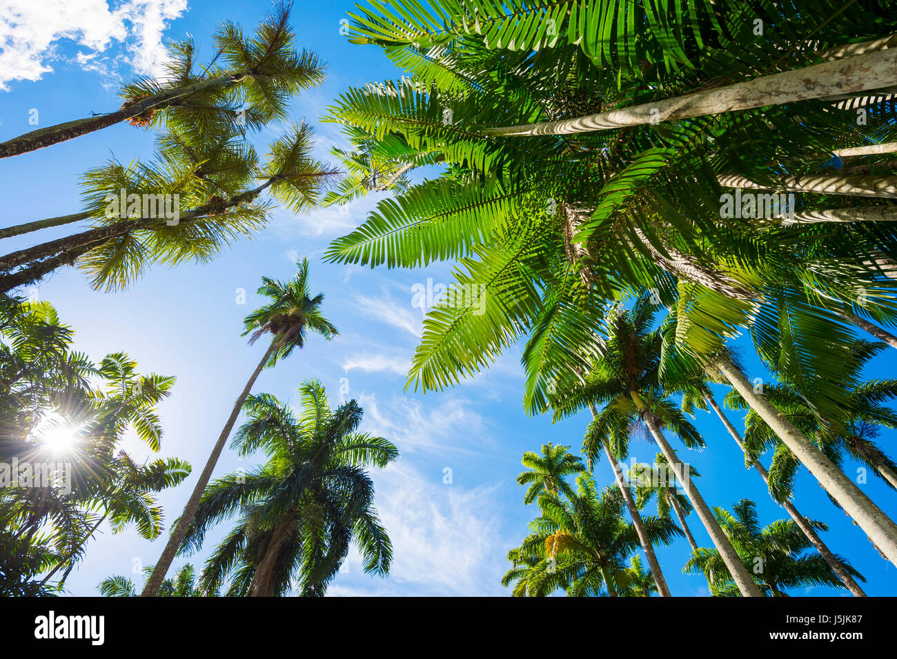 Tall royal palm trees condividono l'azzurro cielo tropicale con tempi di fronde di palma a Rio de Janeiro in Brasile Foto Stock