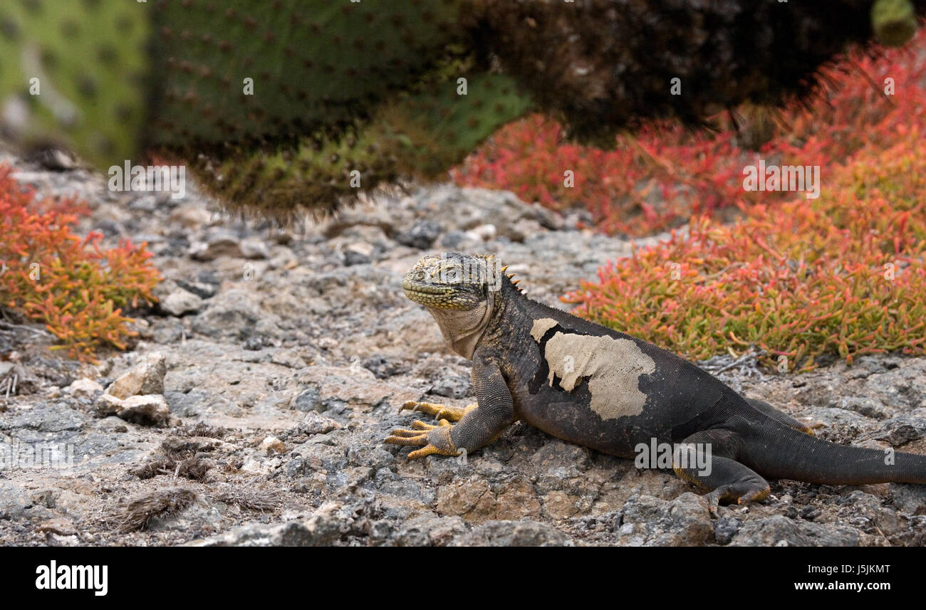 L'iguana di terra seduta sulle rocce. Le isole Galapagos. Oceano Pacifico. Ecuador. Foto Stock