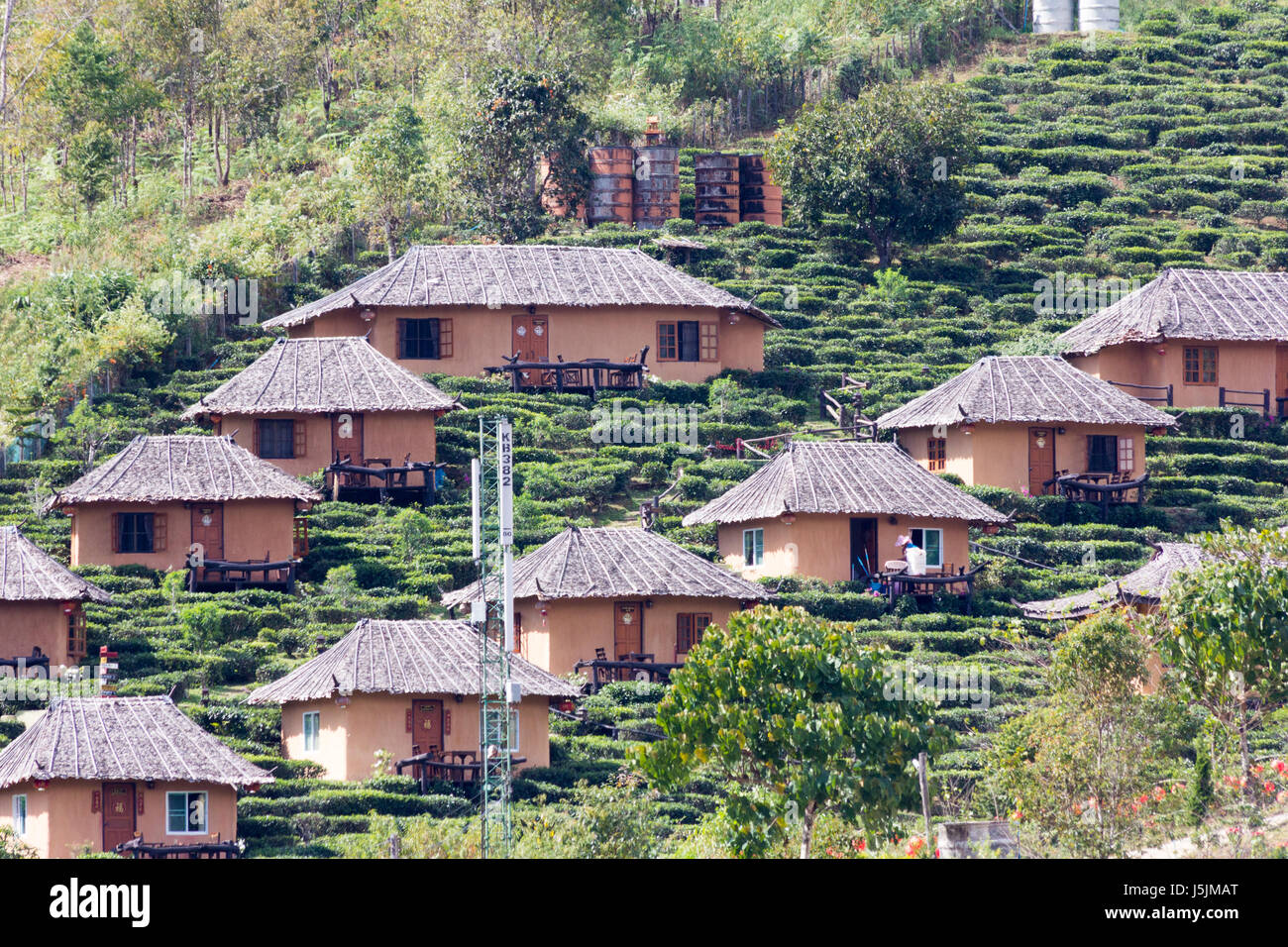 Case e la piantagione di tè sul pendio di una collina in Kuomintang villaggio cinese di Mae Aw o Baan Rak Thai, Mae Hong Son, Thailandia Foto Stock