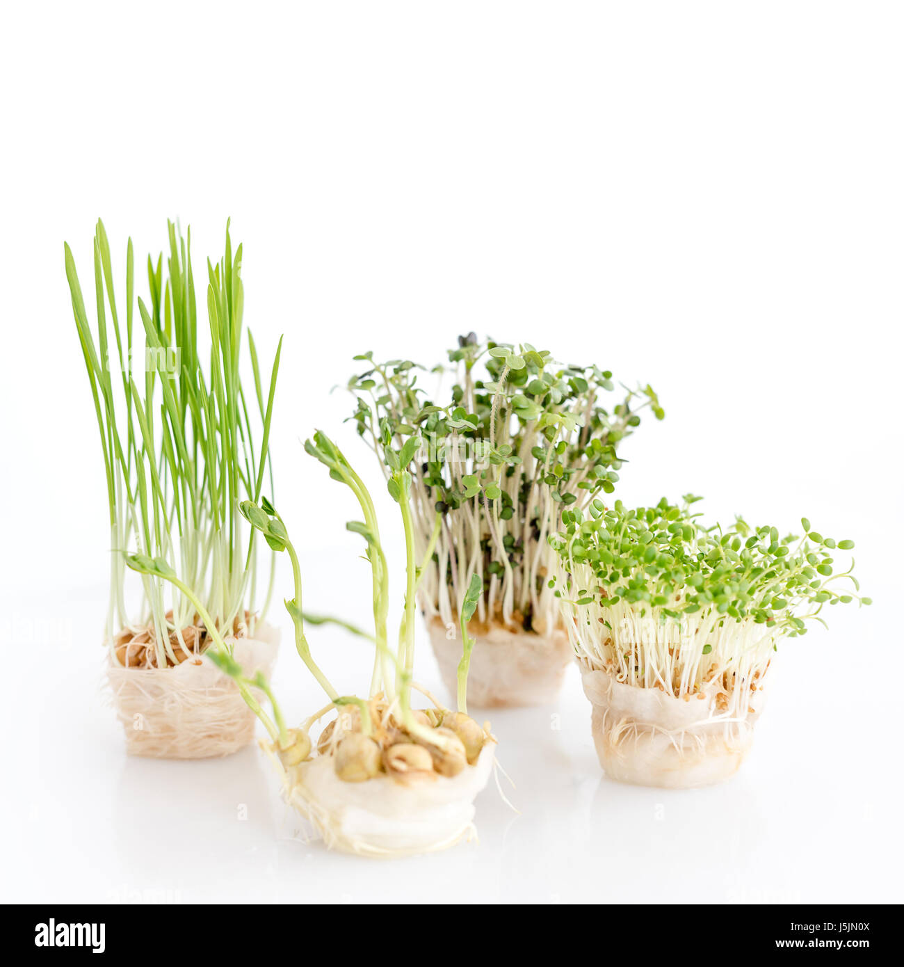 Crescente microgreens su sfondo bianco. Mangiare sano concetto di fresco giardino produce biologicamente cresciuto come un simbolo di salute. Foto Stock
