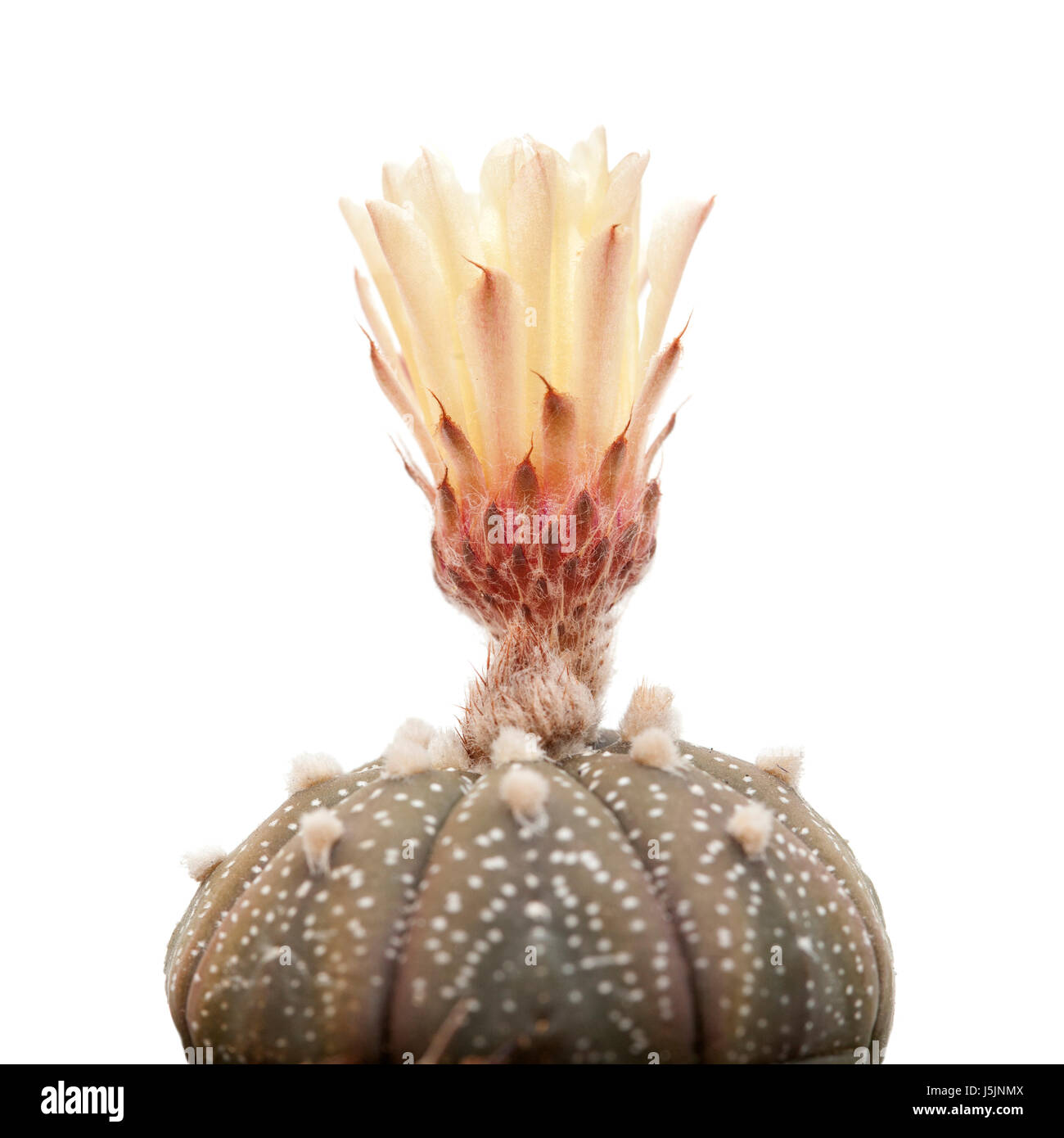 Apertura bud di Astrophytum asterias, Sand Dollar Cactus Foto Stock