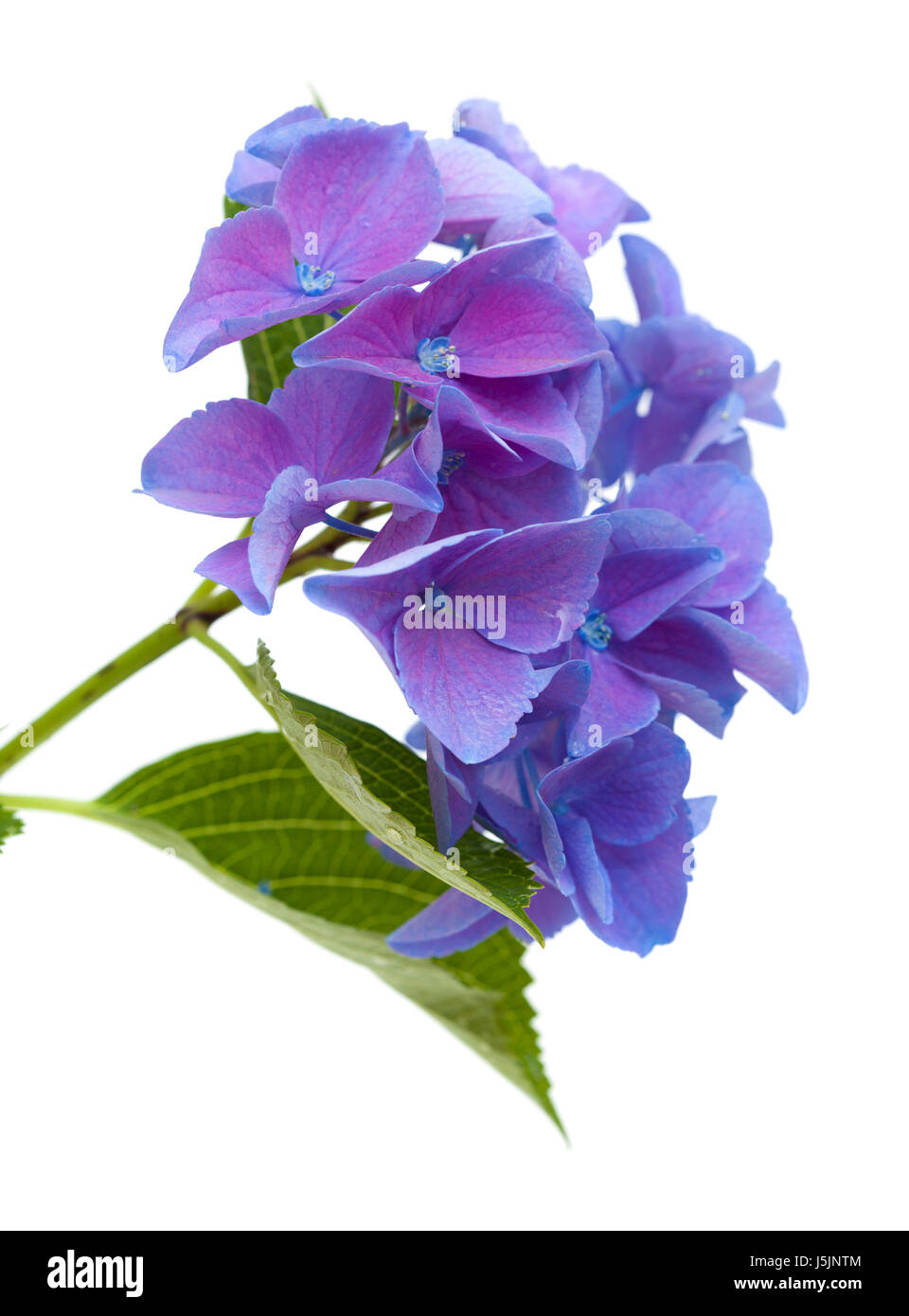 Insieme Dell'ortensia Blu E Ciano Differente, Lavanda, Ribes, Fram