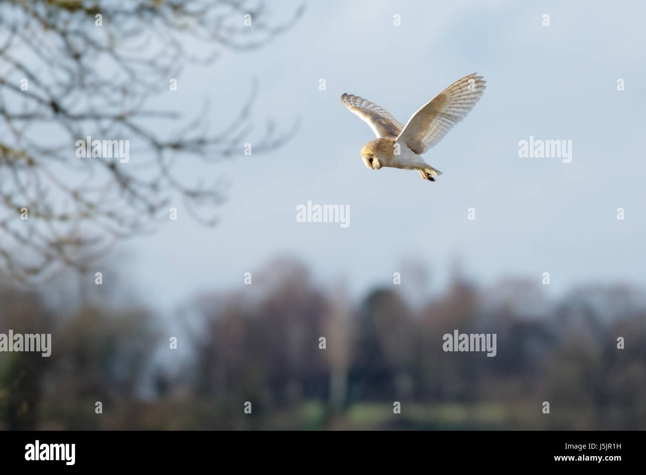 Unico Barbagianni (Tyto alba) caccia passando sul prato Foto Stock