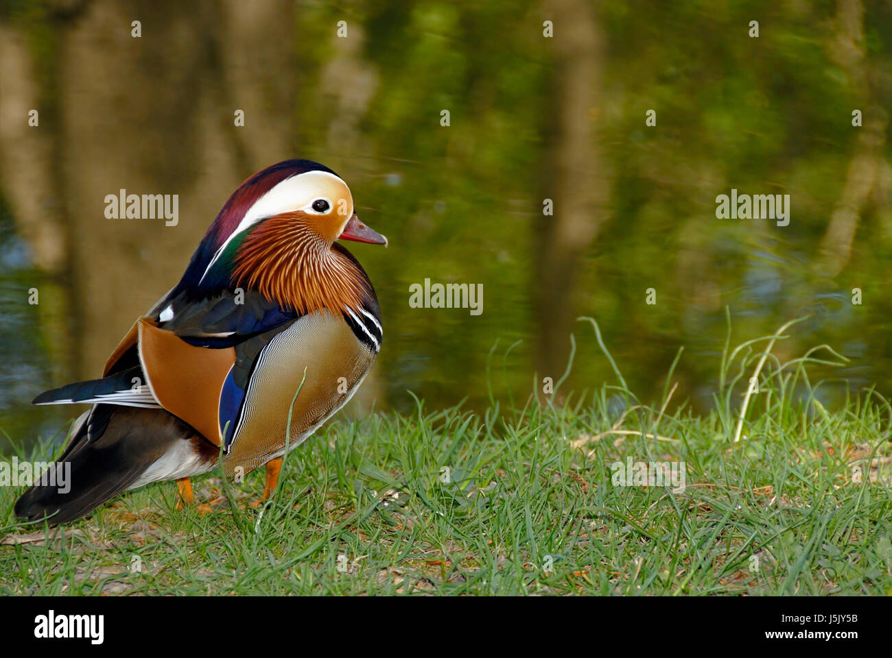 Alberi ad albero animale fauna Uccelli variopinti colori splendidi molteplici riccamente Foto Stock