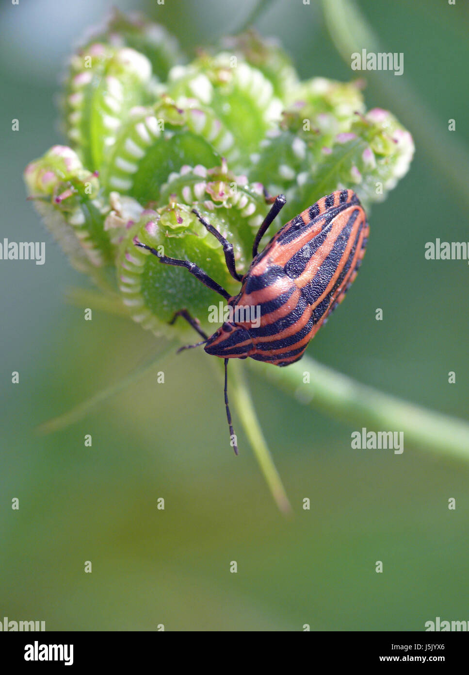 Gli insetti,bug,streifenwanze,,graphosoma lineatum,baumwanze,pentatomidae,doldenbltler Foto Stock