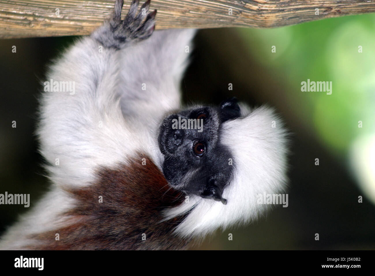 Mammifero monkey zoo ramo luogo salire climbing ascend in salita arrampicarsi battistrada ttchen Foto Stock