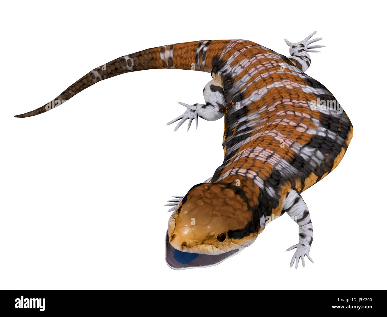 Australia Blu-tongued Skink - l'Australia Blu-tongued Skink è una grossa lucertola terrestre che è attivo durante il giorno e onnivoro. Foto Stock