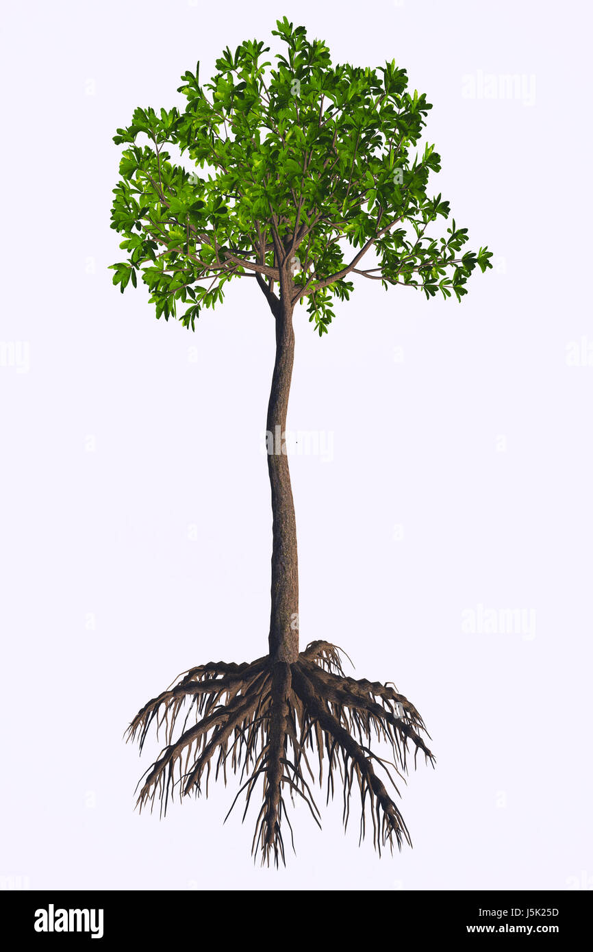 Glossopteris sp Tree - Glossopteris era un impianto di semi di albero che ha vissuto nel Permiano ai periodi Triassico. Foto Stock
