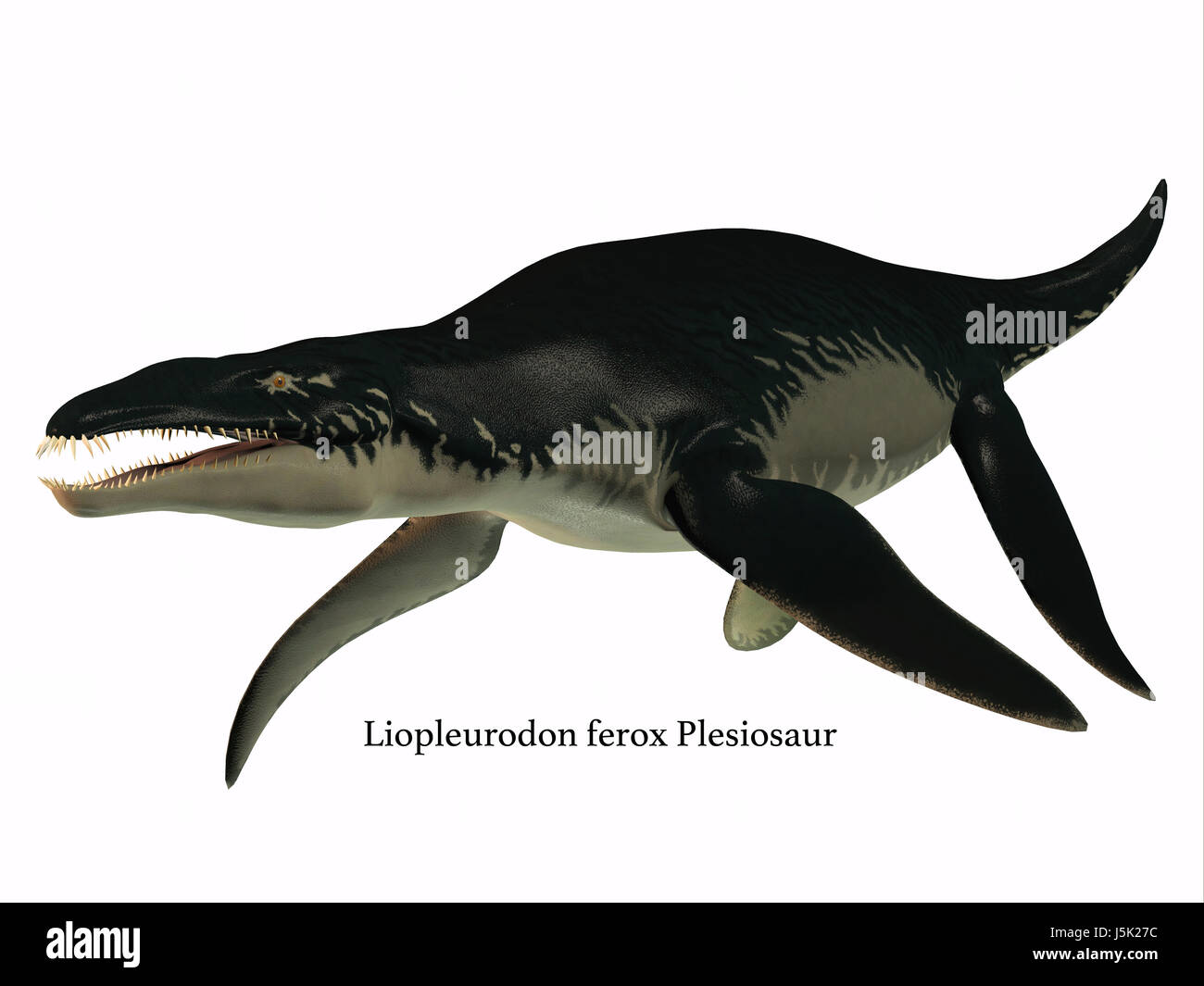 Liopleurodon era un carnivoro rettile marino che vivevano nei mari giurassico di Francia e Inghilterra. Foto Stock