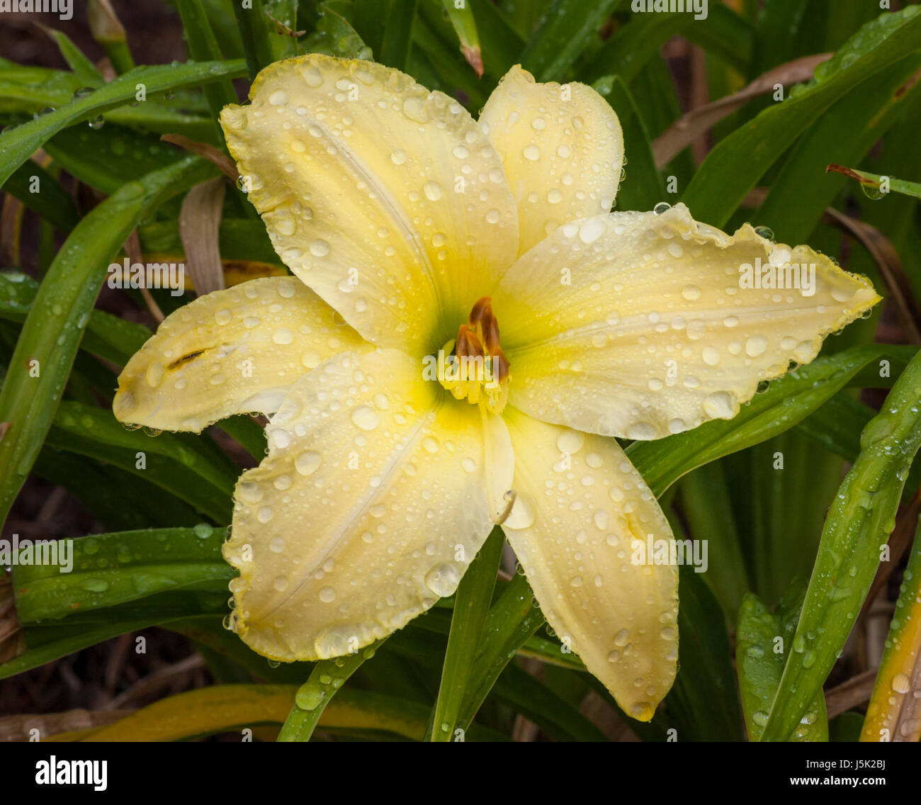 Daylily, Hemerocallis 'HALTER TOP', presso Mercer Arboretum e Botantical Gardens in primavera, Texas. Foto Stock