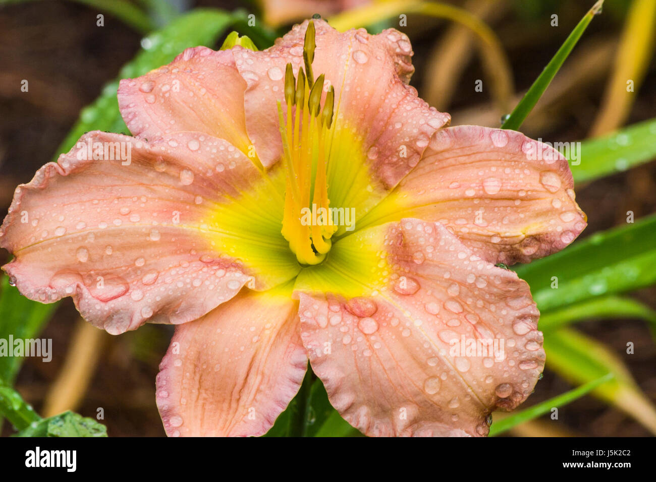 Daylily, Hemerocallis "limonata rosa', presso Mercer Arboretum e Botantical Gardens in primavera, Texas. Foto Stock