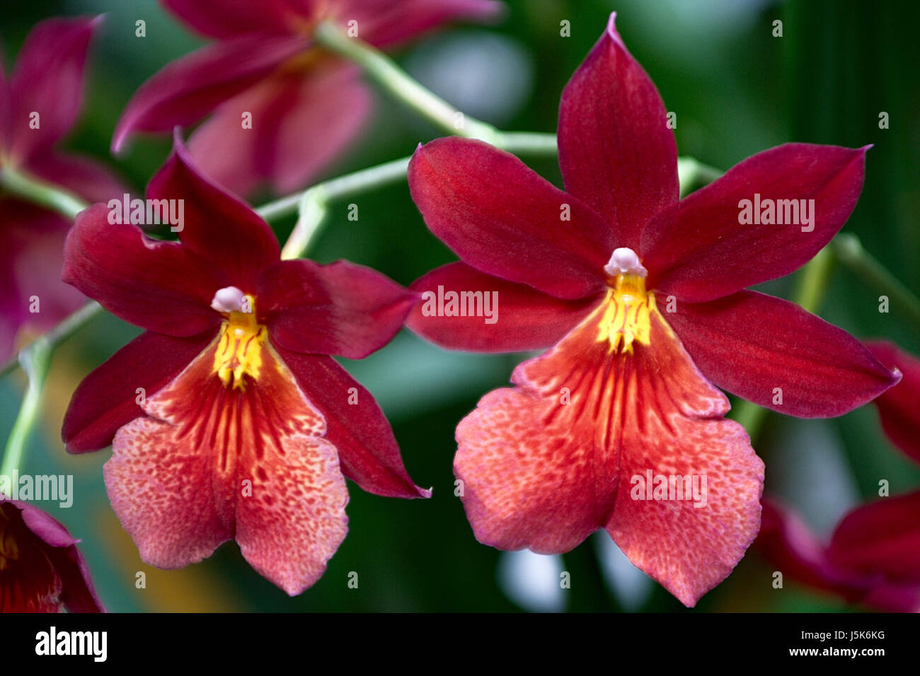 Green bloom blossom fiorire fiorente asia australia esotico fiore petalo Foto Stock