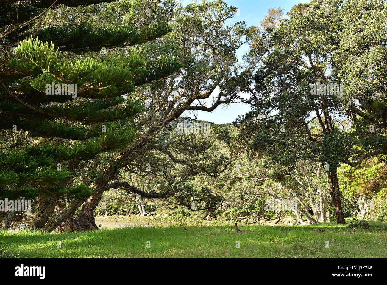 Banca del fiume di Puhoi con alberi Pohutukawa Wenderholm nel Parco Regionale di Auckland. Foto Stock