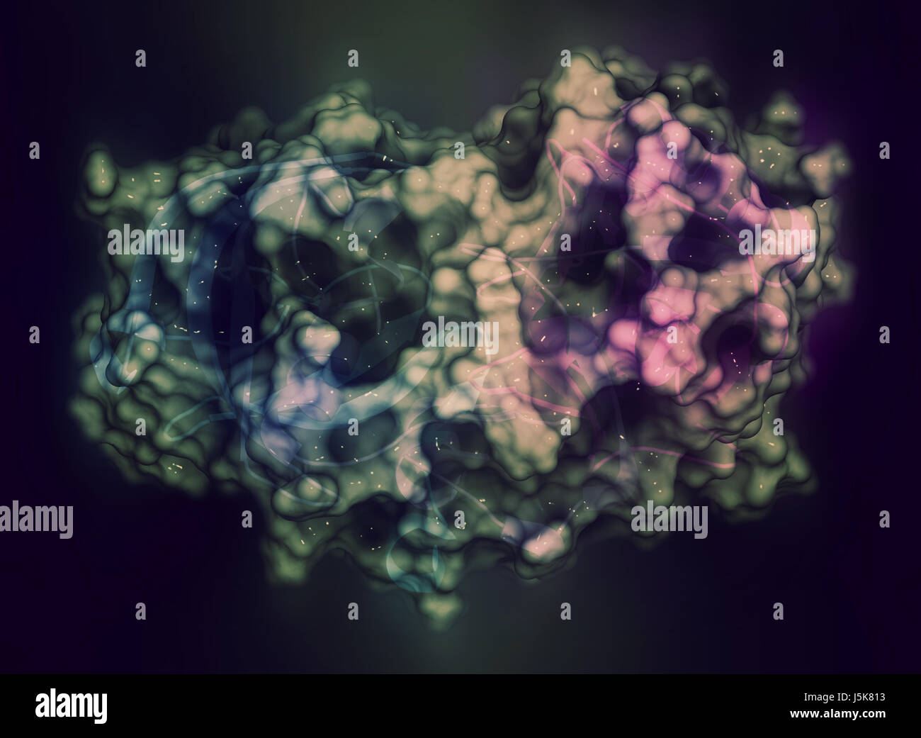 La beta-secretasi 1 (cui BACE1, aspartil proteasi dominio). Cui BACE inibitori sono studiati come una terapia per il morbo di Alzheimer. Il rendering 3D. Foto Stock
