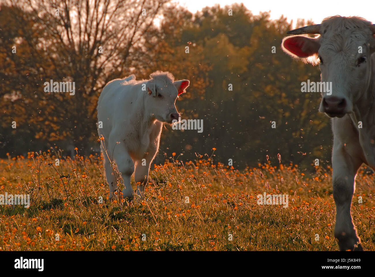 Insetti agricoltura agricoltura contro-luce luce della sera vacche bovini di allevamento Foto Stock