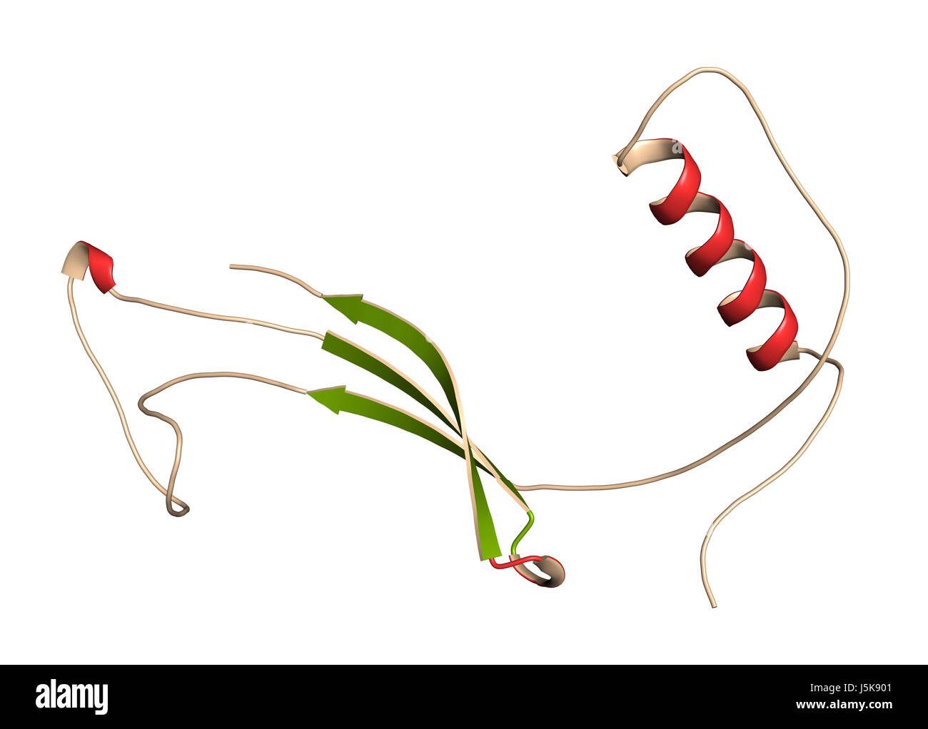Cistatina C (V57D mutante). Proteina usata come biomarker della funzione renale. 3D rendering basato su Protein Data Bank entry 3sva. Foto Stock