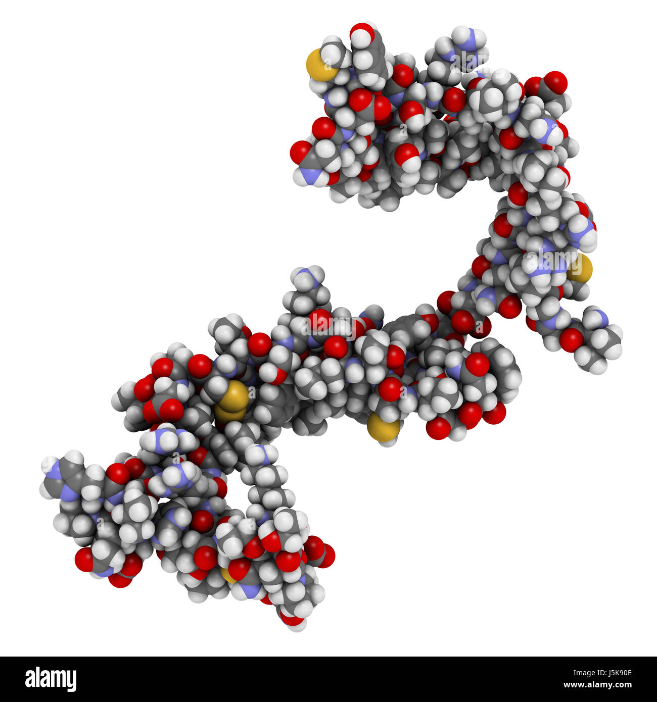 Cistatina C (V57D mutante). Proteina usata come biomarker della funzione renale. 3D rendering basato su Protein Data Bank entry 3sva. Foto Stock