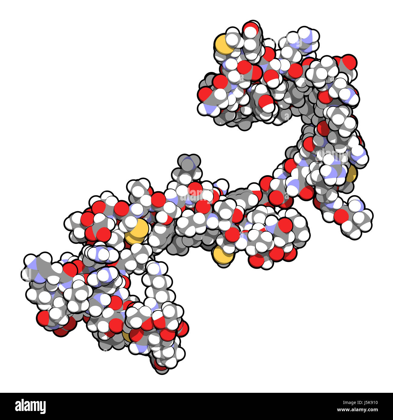 Cistatina C (V57D mutante). Proteina usata come biomarker della funzione renale. 3D rendering basato su Protein Data Bank entry 3sva. Foto Stock