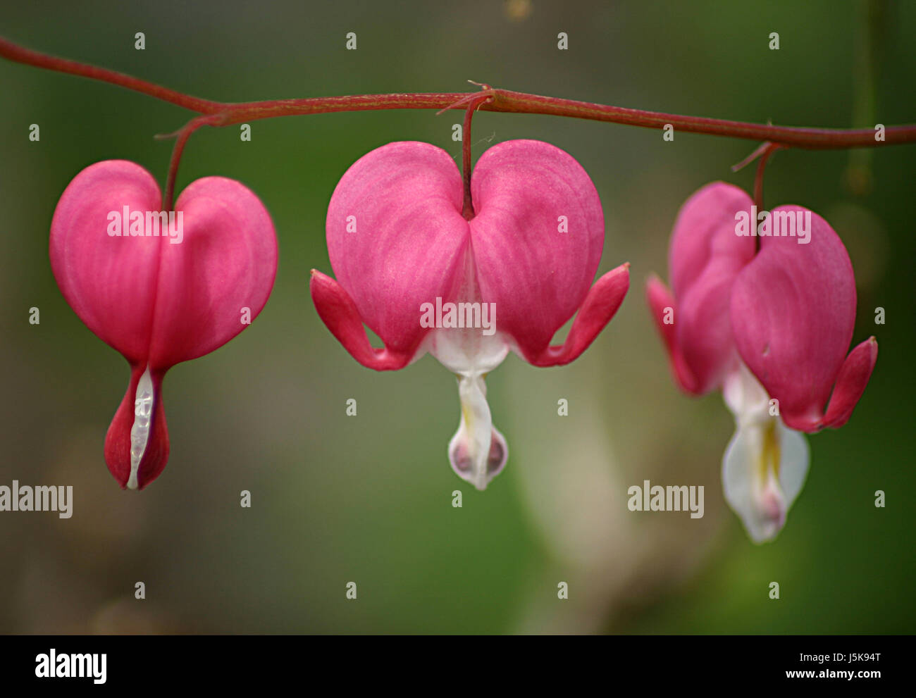 Macro Close-up di ammissione macro vista ravvicinata di piante e fiori fioriscono verde fiore Foto Stock