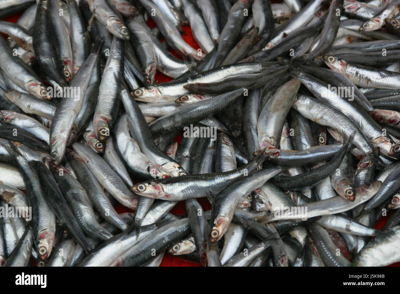Cibo aliment argento pesce piccolo piccolo breve ebollizione cuochi cottura per bollitura materie Foto Stock