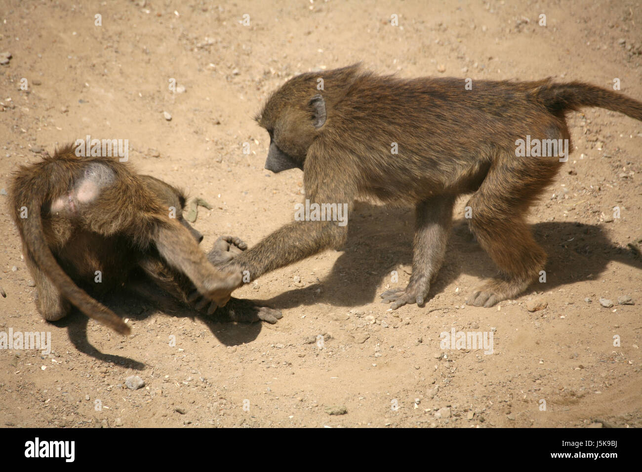 Animali Animali di pelle di scimmia hairy rock zoom primati maschio babbuini familiy famiglia Foto Stock