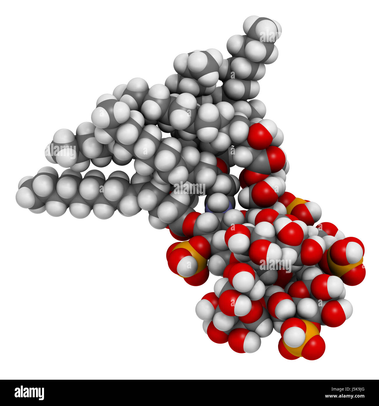 Il lipopolisaccaride (LPS, lipide A e il nucleo interno frammento) molecola  di endotossina di E. coli. 3D rendering basato su Protein Data Bank entry  3fxi Foto stock - Alamy