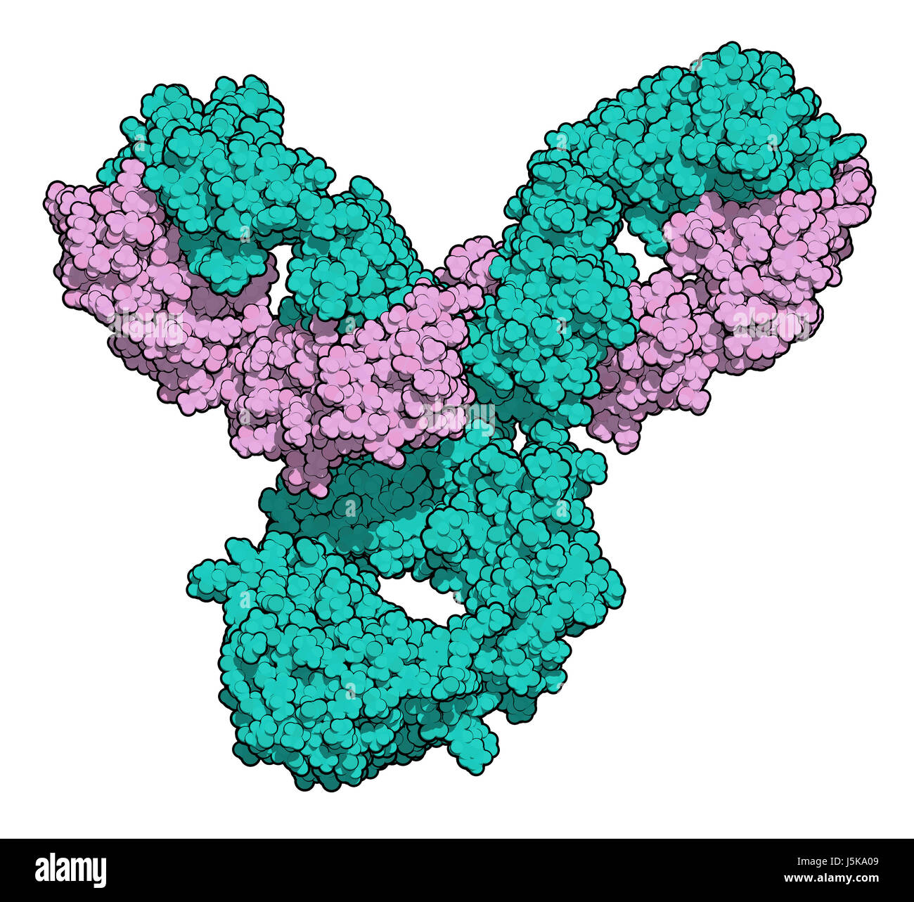 Pembrolizumab anticorpo monoclonale proteina farmaco. Immune inibitore di checkpoint preso di mira PD-1, utilizzato nel trattamento di un certo numero di cancri. Foto Stock
