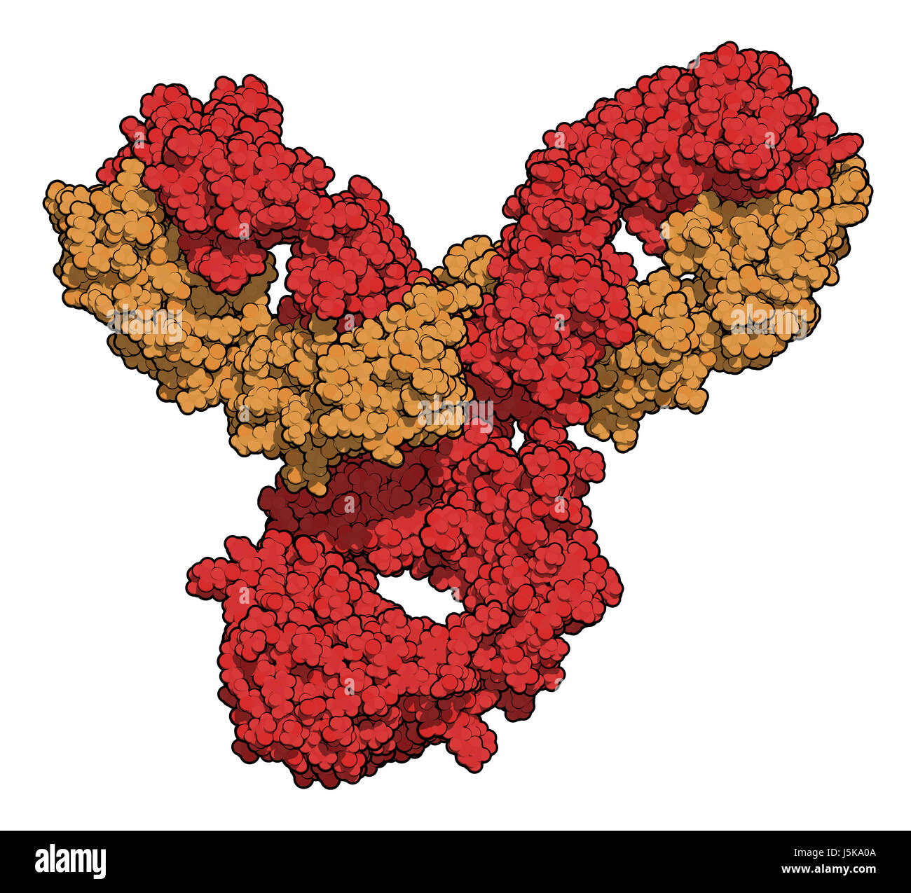 Pembrolizumab anticorpo monoclonale proteina farmaco. Immune inibitore di checkpoint preso di mira PD-1, utilizzato nel trattamento di un certo numero di cancri. Foto Stock